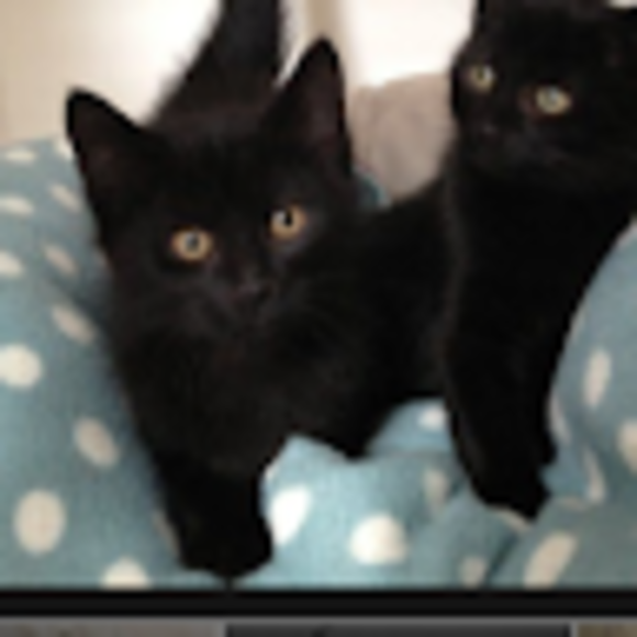 Profile Picture of Maggie Atchie (@matchie315) on Poshmark