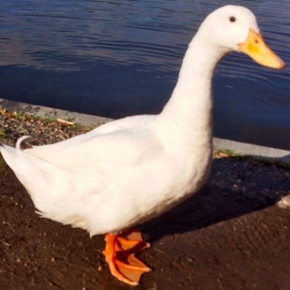 Kilandous Hulon - Poshmark Profile Picture of Kilandous Hulon (@k1hulon23) on Poshmark