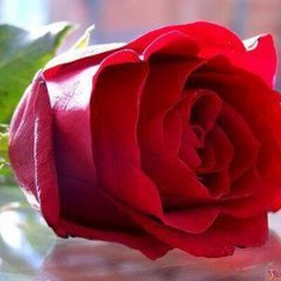 Profile Picture of Khalid Abdalla (@khalidabdalla7) on Twitter