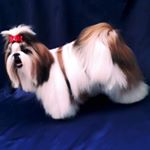 Profile Picture of canil Di'cadamuro (@dicadamuro) on Instagram
