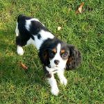 Profile Picture of Angel (@angel_thecavalier) on Instagram