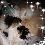 Profile Picture of Crystal Cates (@aspynrose2014) on Instagram