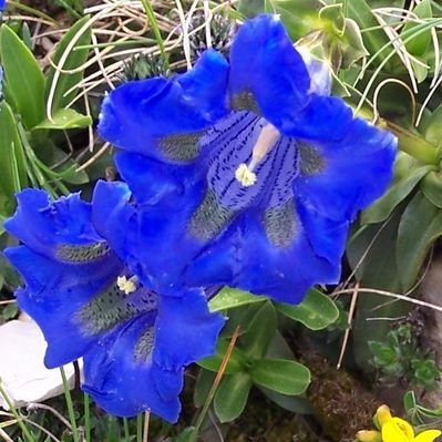 Jean Marc Marsollier - Twitter Profile Picture of Jean Marc Marsollier (@Mfs_Sne) on Twitter