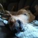 Profile Picture of Jason Diehl (@veetadog) on Pinterest