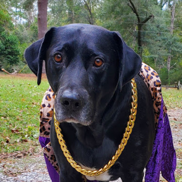 Profile Picture of Whitt Bowline (@knucklebizoline) on Poshmark