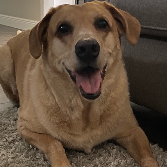 Profile Picture of Becca Garger (@rgarger) on Poshmark