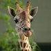 Profile Picture of Loretta Samples (@lorettasamples) on Pinterest