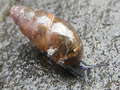 Profile Photo of Cochlicopa lubricaon Wikipedia