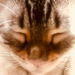 Profile Picture of Nikki (@nikki.harms) on Instagram