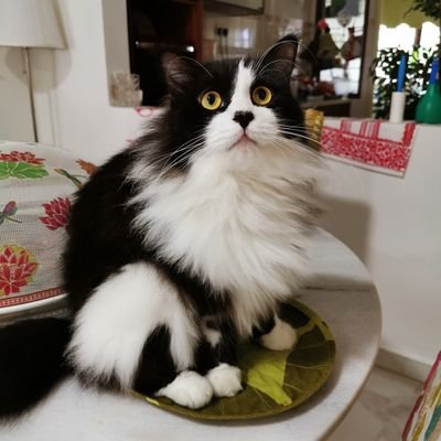 Profile Picture of Christopher Teh Boon Sung (@teh_sung) on Twitter