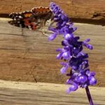 Profile Picture of Nancy Schultz Rittenbach (@pistol_mama_) on Instagram