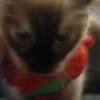 Profile Picture of alyssa.taggart (@alyssa.taggart) on Tiktok
