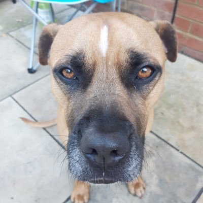 Joe Whiting - Twitter Profile Picture of Joe Whiting (@Joejoegooner) on Twitter