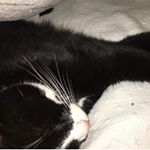 Profile Picture of Echo (kitty Thomson) (@x_echo.k_x) on Instagram