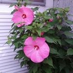 Profile Picture of Lisa Anselmo (@lspaced4) on Instagram