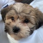 Profile Picture of Adriana (@a.darden_) on Instagram