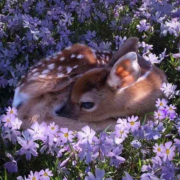 Profile Picture of S Kim (@curatedcuteness) on Poshmark