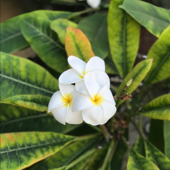 Profile Picture of Ella Slusarczyk (@ellaslooz) on Poshmark