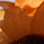 Profile Picture of Cinxykiss89 (macro lover) (@Cinxykiss89 (macro lover)) on Flickr