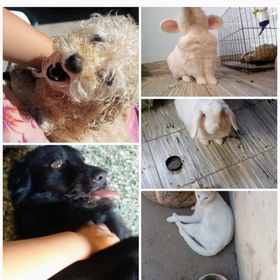 Profile Picture of Yeka La Mas Lok (@lamaslok) on Pinterest