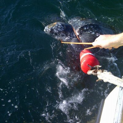 Profile Picture of Glen Groom (@GlenGroom) on Twitter