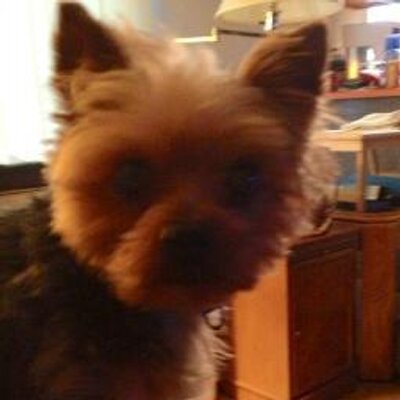 Profile Picture of Ray Mitrano (@rayrayrocks27) on Twitter