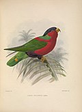 Profile Picture of Loriinion Wikipedia