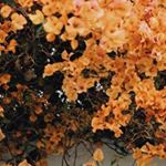 Profile Picture of Isabela Snider (@isabela.snider) on Instagram