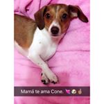 Profile Photo of Angie Cone🐶💓 (@angie_coneja3) on Instagram