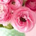 Profile Picture of Maureen Reid (@maureen1197) on Pinterest