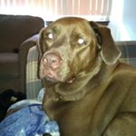 Profile Picture of Nicholas Coppola (@nickyboy815) on Instagram