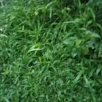 Profile Picture of Briana Nesare (@Briana-Nesare) on Facebook