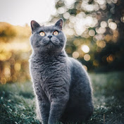 Profile Picture of Kimberly Reilly (@kimberlyreilly9335) on Youtube