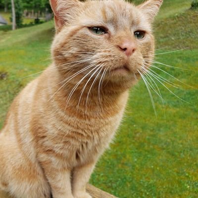 Profile Picture of Anthony Fackler (@AnthonyFackler1) on Twitter