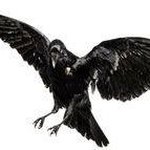 Profile Picture of Charles Ivy (@charles.ivy.904) on Instagram