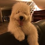 Profile Picture of Brodie The Golden Doodle (@brodiealberteinsteindoodle) on Instagram