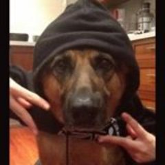 Profile Picture of David Petrosky (@dave_petrosky) on Twitter