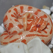 Profile Picture of Justin Mitcham (@justinmitcham8429) on Youtube