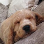 Profile Picture of Thomas Corry (@thomasrolandcoz) on Instagram