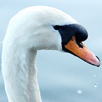 Profile Picture of Stephen Farrington (@naturalist/wildlife photographer) on Flickr