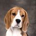 Profile Picture of Sheri BerndtSmith (FoxTail Beagles) (@FoxTailBeagles) on Facebook