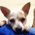 Profile Picture of Alysha Foster (@alysha_stars101) on Instagram