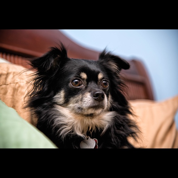 Meloney Tencer - Poshmark Profile Picture of Meloney Tencer (@kiplynn4) on Poshmark