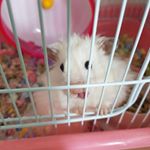 Profile Picture of Isabelle Liang (@liang5266) on Instagram