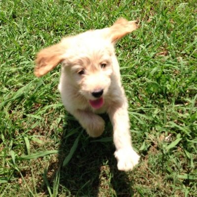 Matt Heidt - Twitter Profile Picture of Matt Heidt (@half_day_heidt) on Twitter