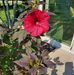 Profile Picture of Cindy Schubert Towles (@cindy.s.towles) on Facebook