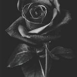 Profile Picture of 𝗗𝝠𝗡𝗬 (@_daniel.lauricella_) on Instagram