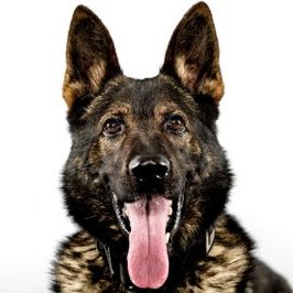 Profile Picture of Lisa Everett (@LisaEve02578246) on Twitter