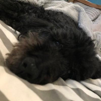 Profile Picture of Ham (@markhaw) on Twitter