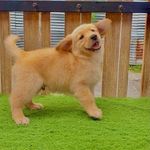 Profile Picture of TYLER (@tyler.the.goldy) on Instagram